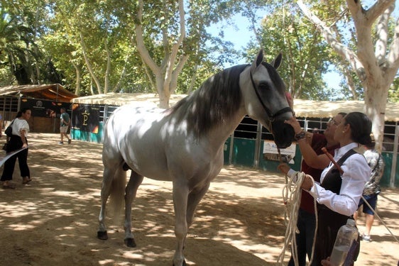 Dos décadas mimando al caballo de pura raza