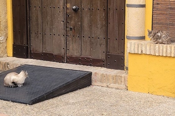 Un plan municipal controlará la colonia de gatos en Andújar