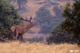 BRAMIDO DE UN CIERVO EN SIERRA MORENA.