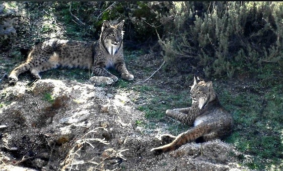 Pareja de linces ibéricos en la serranía andujareña, lugar donde desde donde se expandió para salir de su situación crítica.