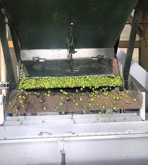 Asaja vaticina una buena cosecha de aceite en la zona