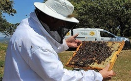 Un apicultor maneja una de las colmenas en la sierra.