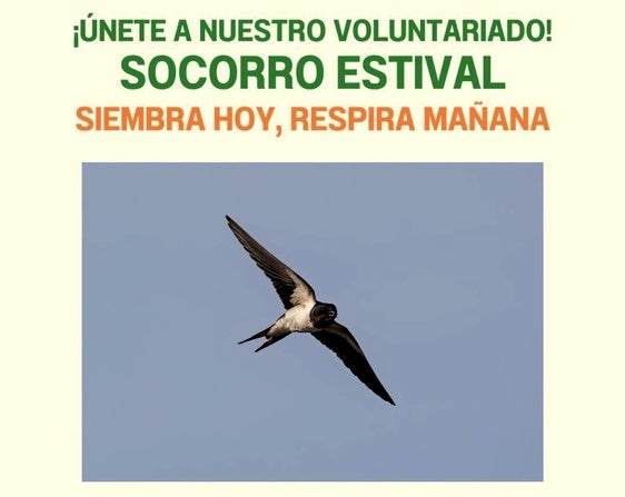 La asociación Ameco lucha con un proyecto que las aves urbanas no caigan en la ciudad