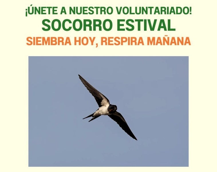 La asociación Ameco lucha con un proyecto que las aves urbanas no caigan en la ciudad
