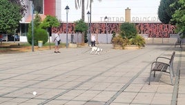 PLAZA DEL CAMPING.