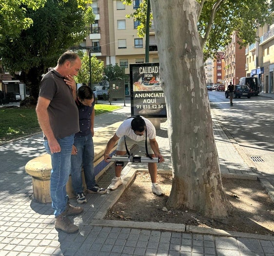 El área municipal de Medio Ambiente analiza los riesgos del arbolado de Andújar