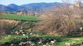 OVEJAS PASTAN EN LA ZONA DEL CAMINO DE SAN AMANCIO.