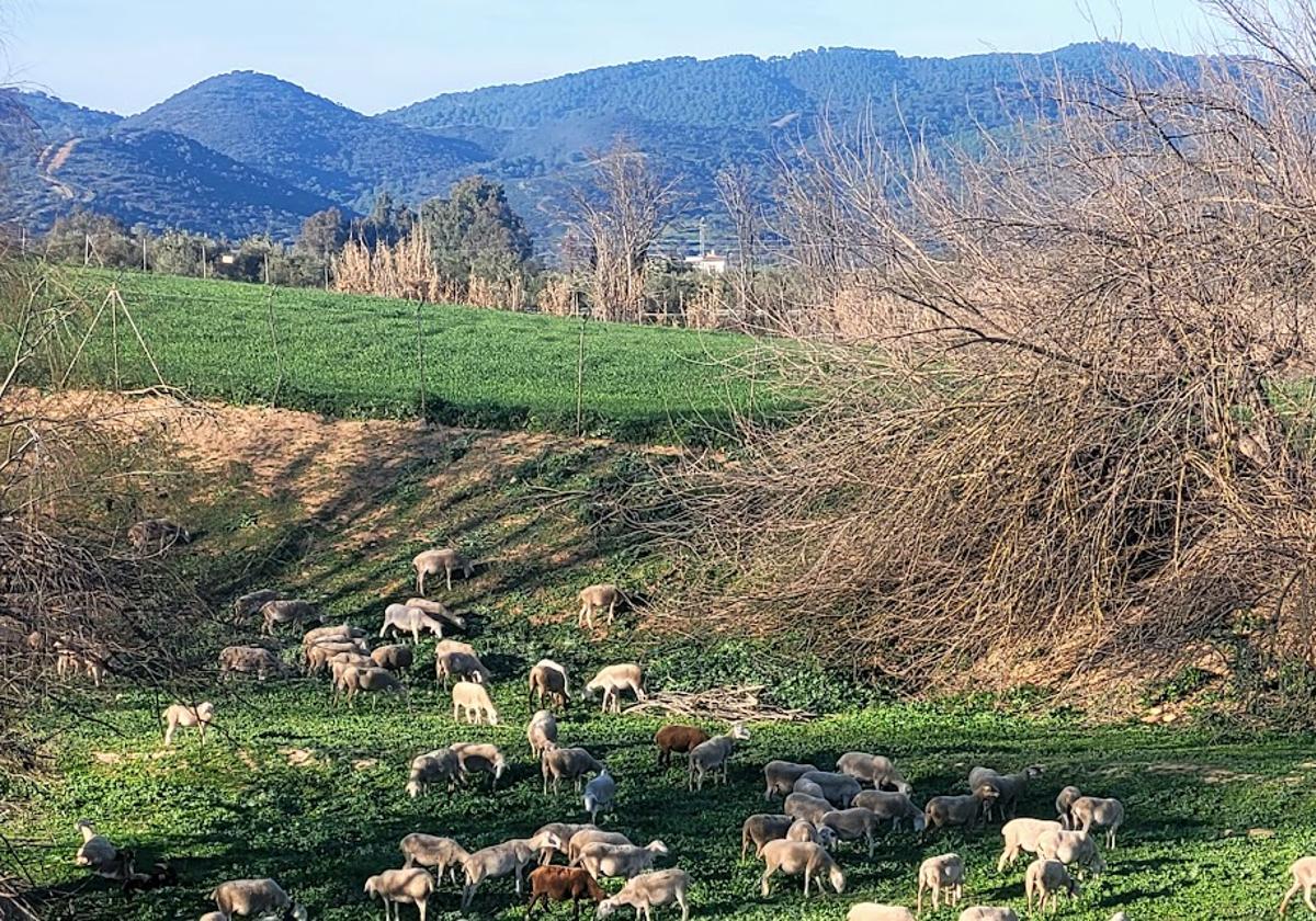 OVEJAS PASTAN EN LA ZONA DEL CAMINO DE SAN AMANCIO.
