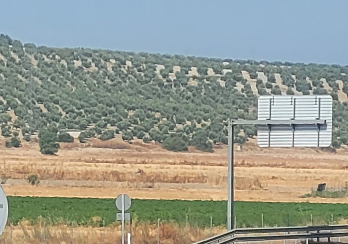 ZONA DONDE SE PROYECTABA EL POLÍGONO INNOVANDÚJAR.