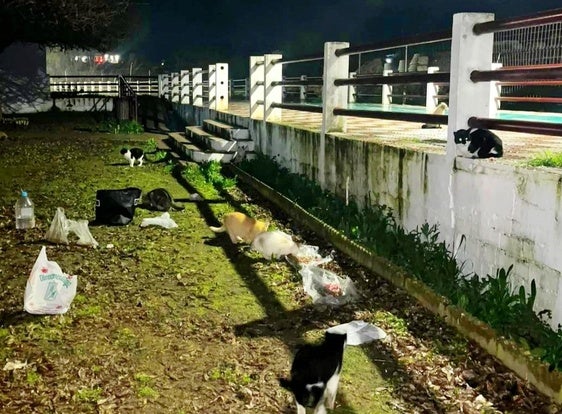 El PSOE pide un control de las colonias felinas existentes en la ciudad