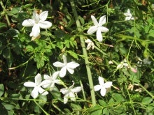 Aroma de recuerdos