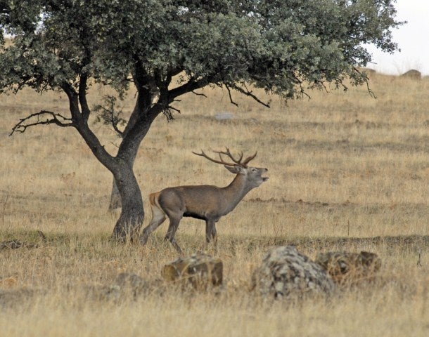La sierra se hace partitura