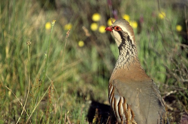 La serranía andujareña, auténtico reclamo de la perdiz roja