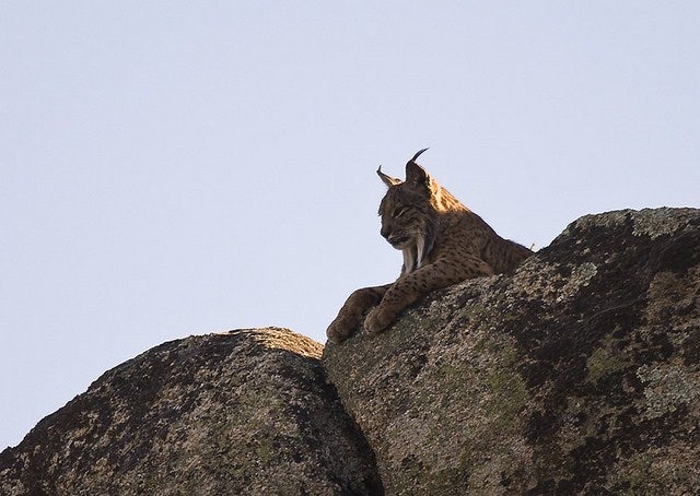Aumentan las visitas para divisar al lince ibérico