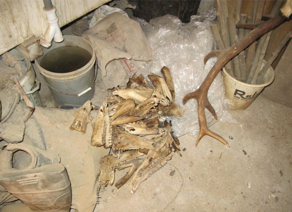 La Guardia Civil detecta irregularidades en el control de taxidermias en la provincia
