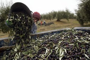 Aceite de oliva, ¿engaño y fraude?