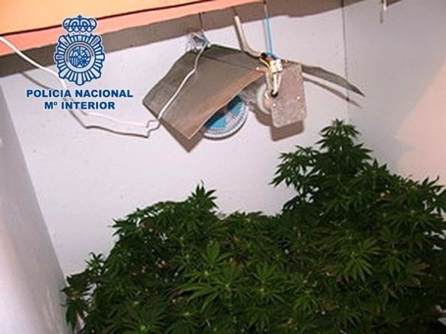 Detenido en Andújar un hombre acusado de almacenar 15 macetas de marihuana en un trastero
