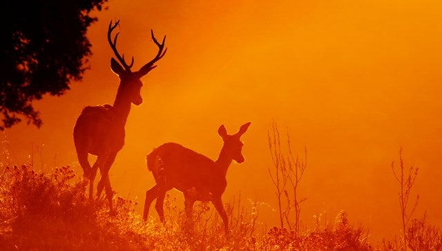 Una sierra para escribirla