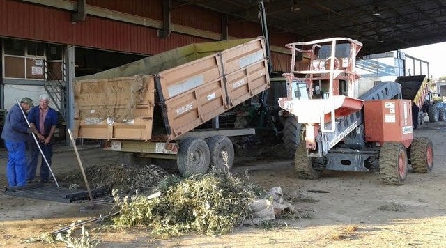 La pérdida de cosecha de aceituna va a ir aparejada de una merma de calidad en la zona