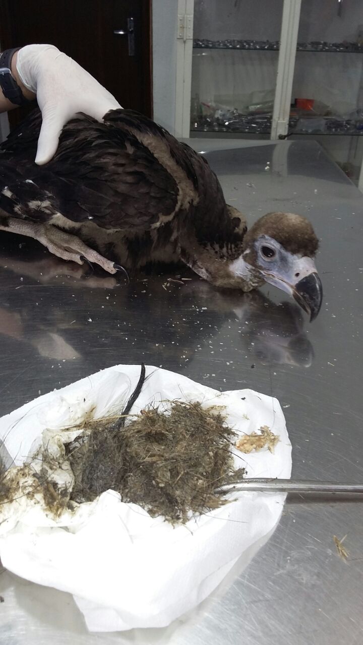 Rescatado un polluelo de buitre negro en el parque natural