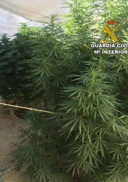 Plantas incautadas por los agentes de la Guardia Civil de Andújar. 