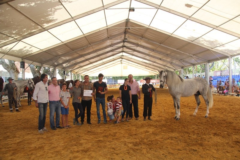 Campeón de ANDUCAB 2016, Jalapeño II de Trujillo de Yeguada Trujillo. 