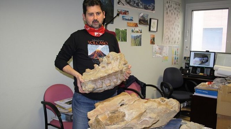 Hallan en Andújar y Villanueva de la Reina fósiles de ballenas y leones marinos de hace 10 millones de años