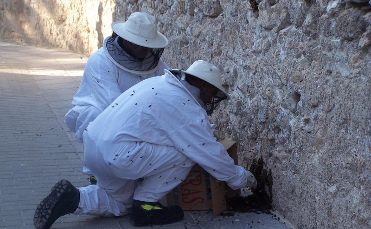Bomberos de Baza retirando un enjambre de abejas en un callejón de la ciudad