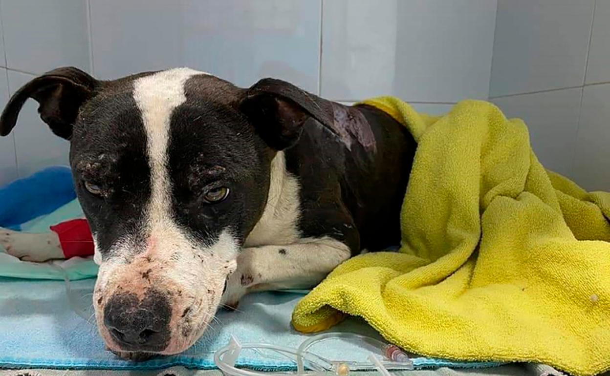 Uno de los perros abandonados siendo atendido en una clinica veterinaria