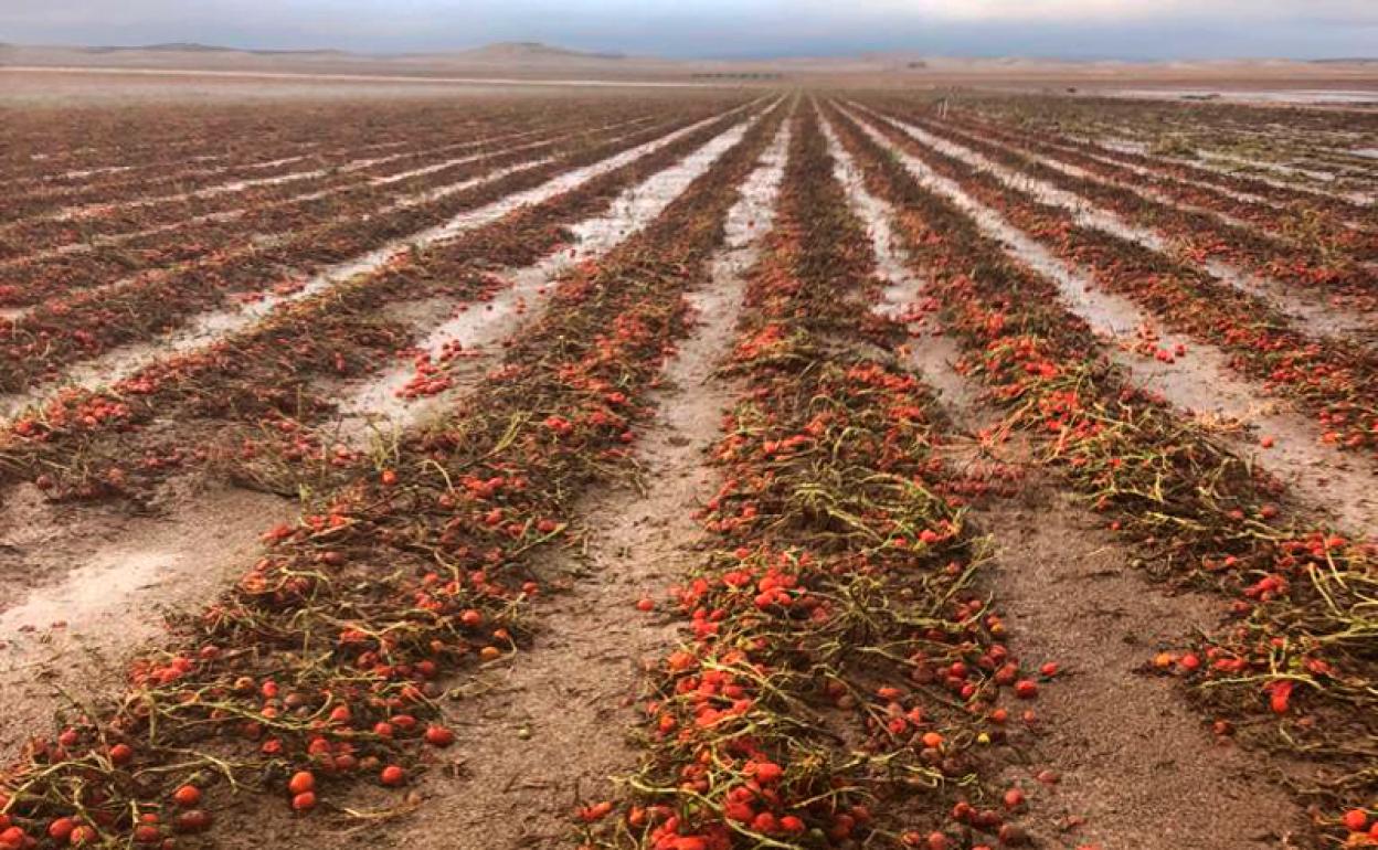 El granizo ha arrasado las plantaciones de tomate y brócoli en el Campo de la Puebla 