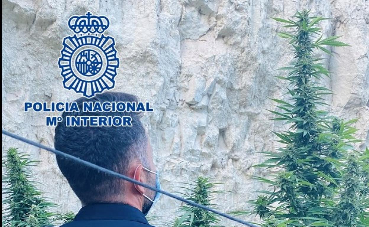 Descubren en una cueva de Baza plantas de marihuana de más de dos metros de altura