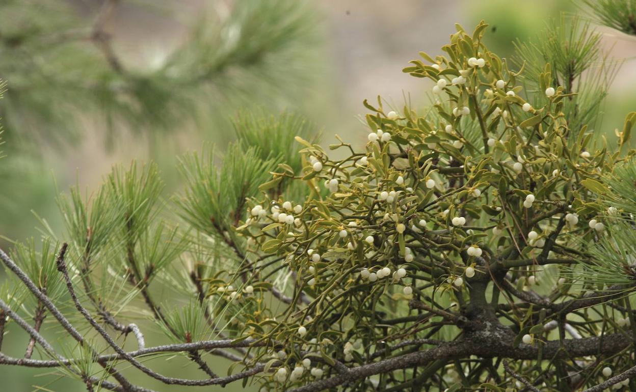 Una planta de muérdago parasita un pino en la Sierra de Baza. 