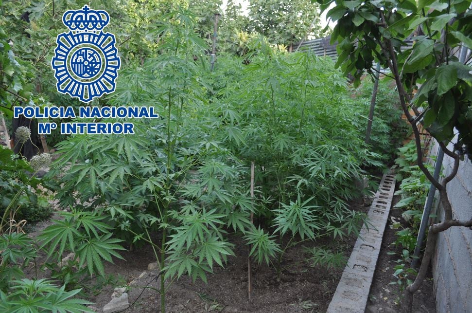 La plantación de marihuana descubierta. 