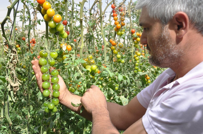 Antonio Peláez con una rama de tomates cherry en las manos