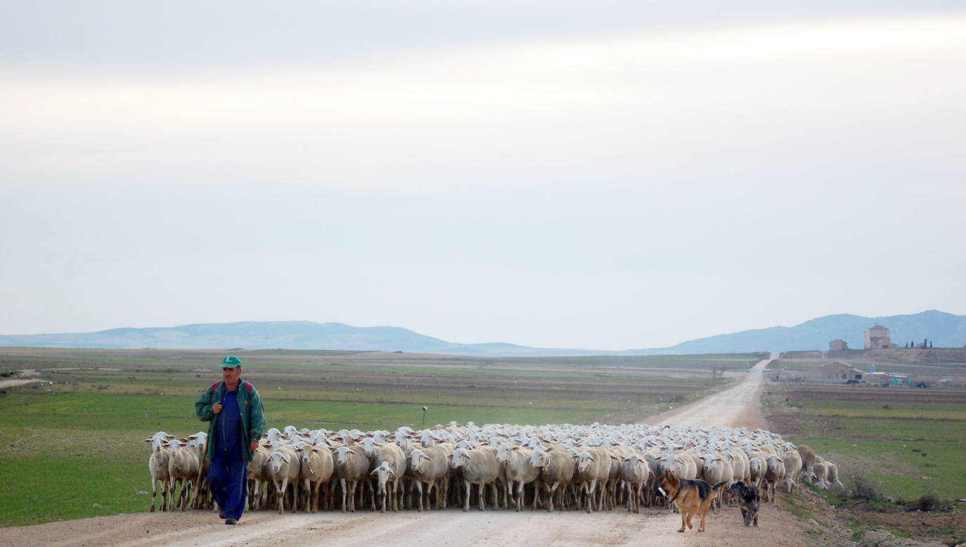 Las ferias ganaderas de Huéscar y Baza se celebrarán sin ovejas por el brote de viruela