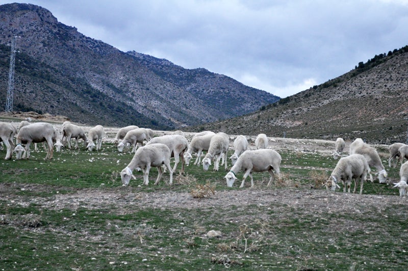 Ganado en extensivo en la comarca de Huéscar 
