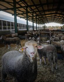 Imagen secundaria 2 - Animales sanos inmovilizados en las instalaciones de Cebacor. 