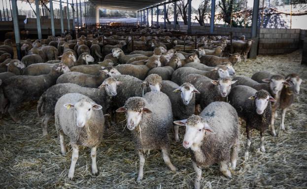 Imagen principal - Animales sanos inmovilizados en las instalaciones de Cebacor. 