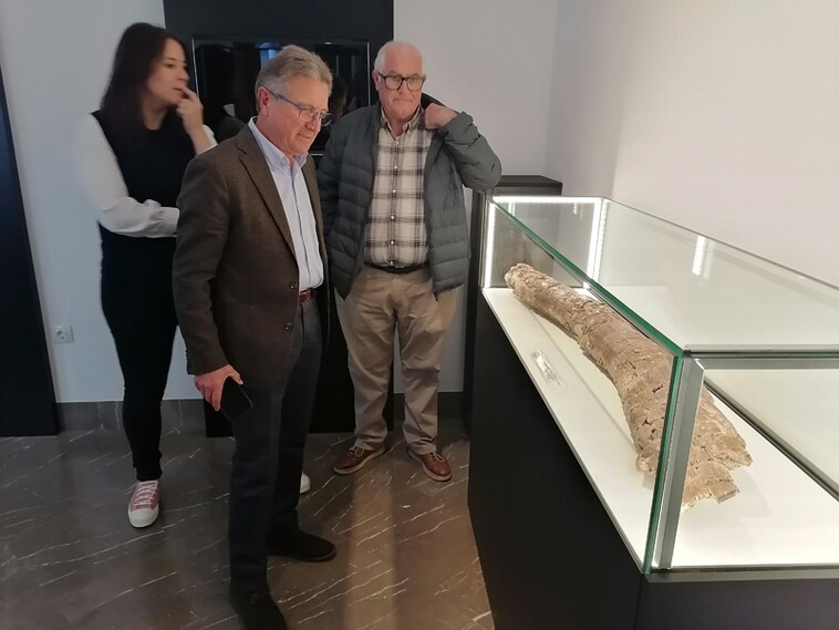 El Museo Arqueológico bastetano exhibe ya la defensa de mastodonte hallada en el yacimiento Baza 1