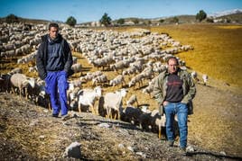 Sergio y Salvador Vizcaíno, con su explotación de mil ovejas en Castilléjar.