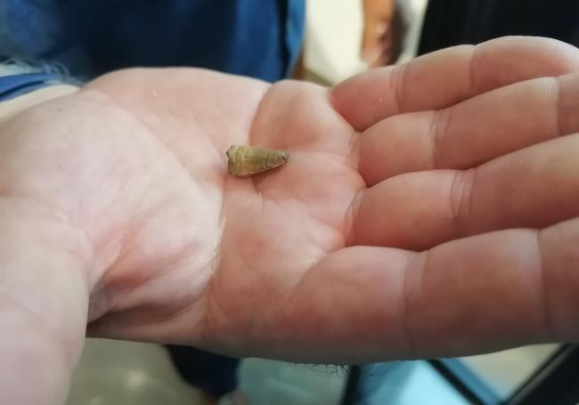 Diente del cocodrilo de dos años encontrado en Baza