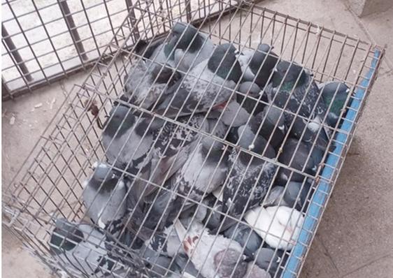 Palomas atrapadas en jaulas.