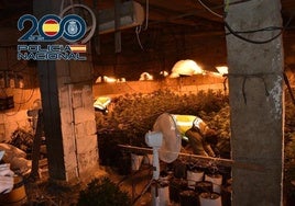 Plantación 'indoor' de marihuana.