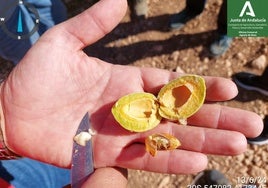 Larva de la almendra l