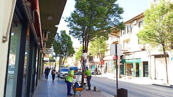 Baza apuesta por la lucha biológica contra las plagas del arbolado de la ciudad