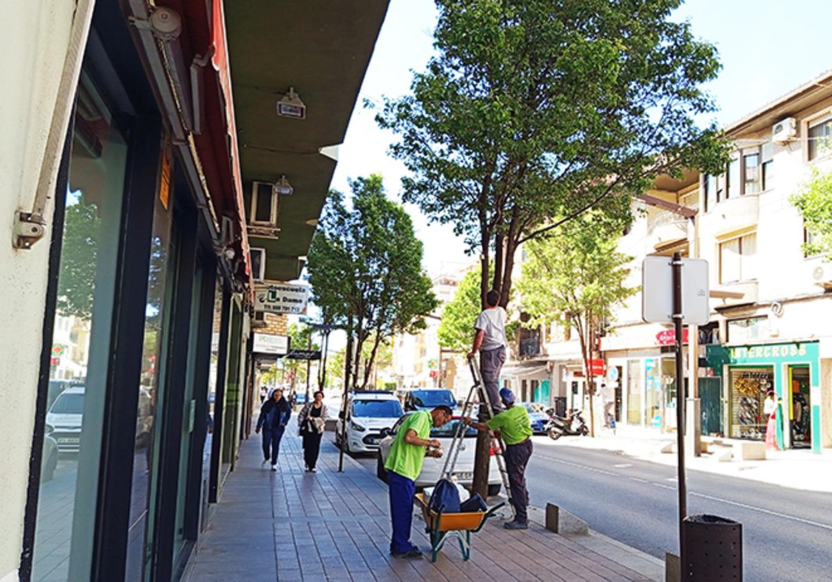 Baza apuesta por la lucha biológica contra las plagas del arbolado de la ciudad