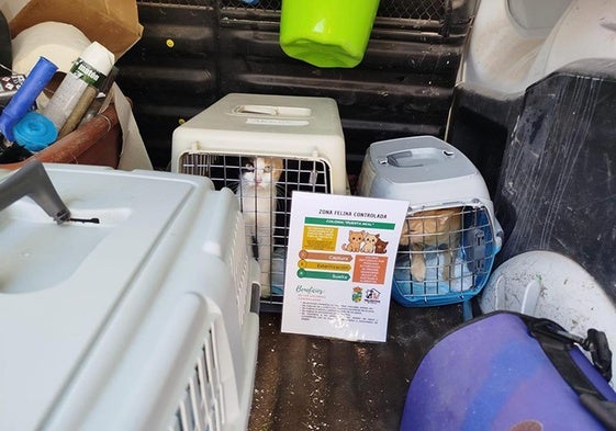 Gatos capturados para llevarlo a la clinica veterinaria para ser esterilizados