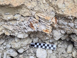 Defensa fragmentada de un mastodonte en el yacimiento del Canal de Sam Clemente en Huéscar