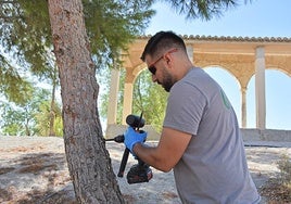 Tratamiento de uno de los pinos ubicados en el recinto de la antigua Alcazaba