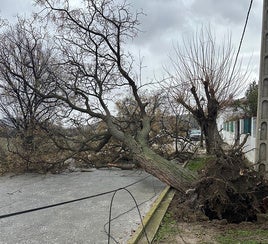 El temporal en las comarcas de Baza y Huéscar produce la caída de árboles y de alguna cornisa